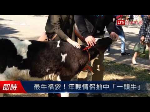 最牛福袋!年輕情侶抽中「一頭牛」 - 最牛福袋!年輕情侶抽中「一頭牛」