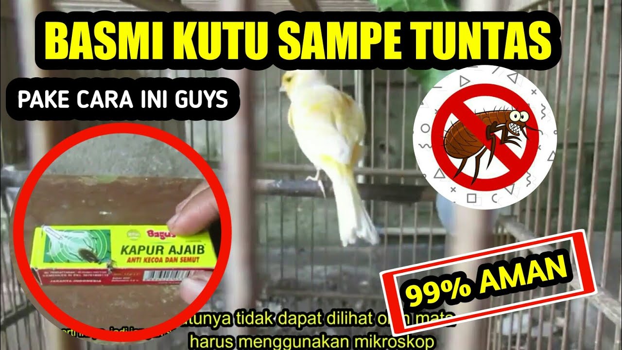 AMPUH!! Cara Menghilangkan Kutu kenari Dengan Kapur Ajaib I Mengatasi Kutu Kenari I By Kicau Man