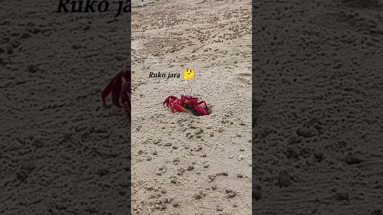 Lal kekda 🦀 