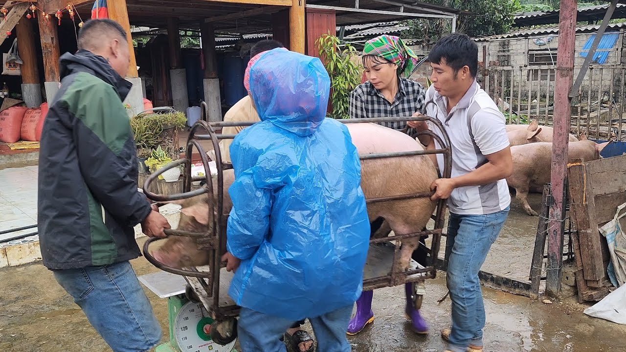 selling a large herd of pigs after 4 months of raising /@ThoaRurallife  #131