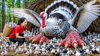 Harvest Giant Wild Turkeys & Go To Sell | Bringing Millions Of Newly Hatched Chicks Home To Raise