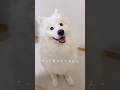 キッチン横の可愛い誘惑 #サモエド #大型犬 #samoyed