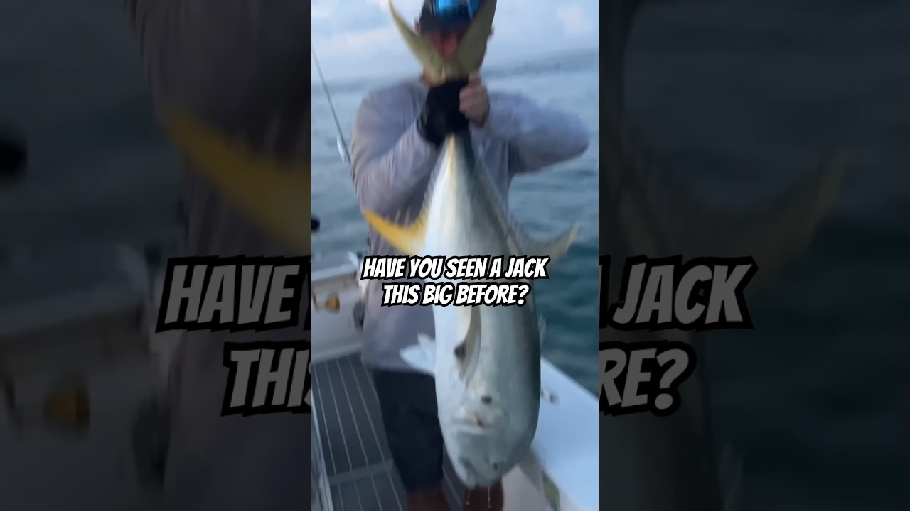 ГИГАНТСКИЙ ДЖЕК КРЕВАЛЬ! 