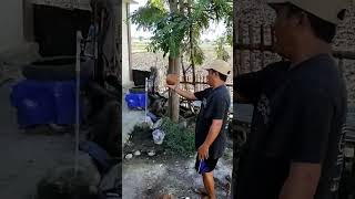 Cari Sumber Air Pakai Kelapa di Pota, Manggarai Timur Flores #short