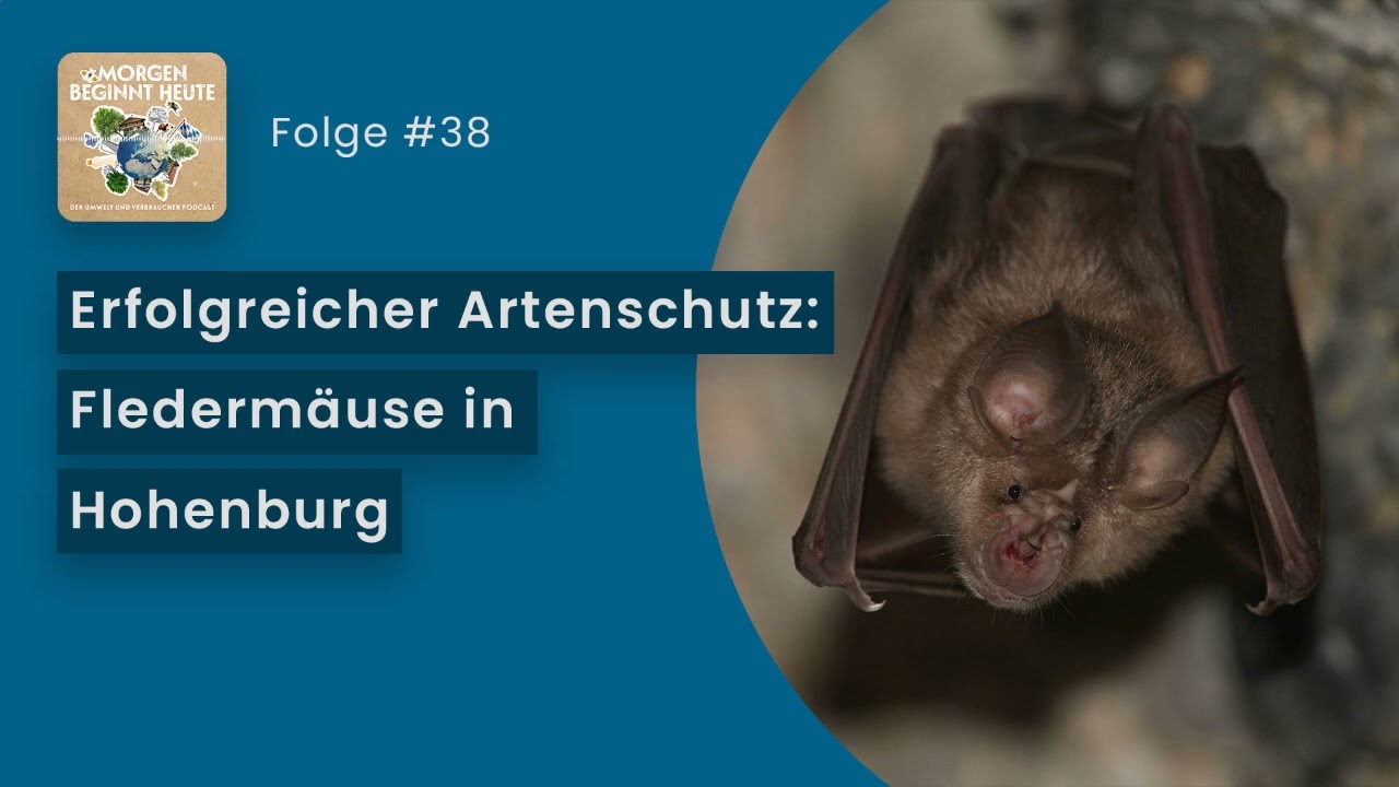 Erfolgreicher Artenschutz: Fledermäuse in Hohenburg