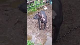 The Yard Survived The Storm Apbt Game Bred Bulldogs