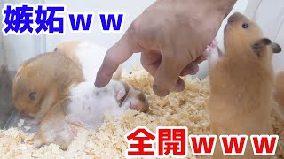絶対に遊んでほしいハムスターVS絶対に他の子と遊びたい飼い主ｗｗｗｗｗ