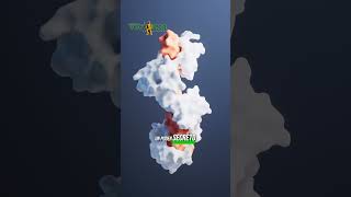 #ElMundo |🔬 ¡La clave contra la resistencia bacteriana! Nuevo hallazgo en el sistema inmunológico 💉🦠