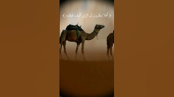 ﴿ أَفَلَا يَنظُرُونَ إِلَى الْإِبِلِ كَيْفَ خُلِقَتْ﴾[ سورة الغاشية: 17]