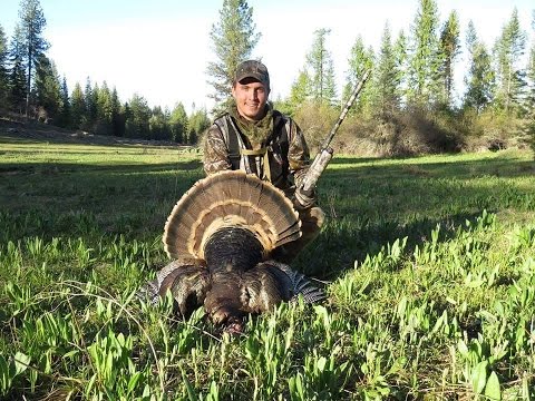 Turkey Hunt...Northern Idaho