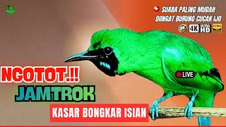 🔴DIJAMIN MASUK ! MASTERAN CUCAK HIJAU FULL ISIAN TEMBAKAN KASAR LANGSUNG EMOSI JAMTROK‼️