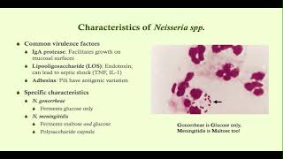 Neisseria overview - Microbiology Boot Camp Gram Positive Overview Microbiology Boot Camp