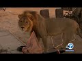 Wild lion walks into family&#39;s campout while on African safari
