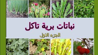 نباتات برية تؤكل 01