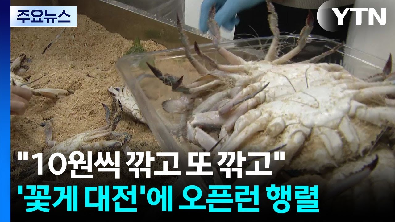 "10원씩 깎고 또 깎고"...'꽃게 대전'에 오픈런 행렬 / YTN