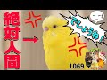 水浴びできず文句を言うインコ!会話成立!絶対人間!お喋りセキセイインコぴーちゃんTalking Budgerigar video1069