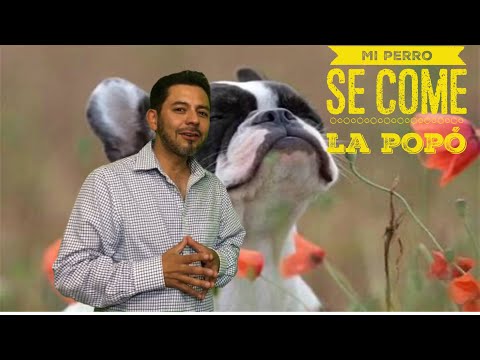 Video: Perros Que Comen Caca De Gato