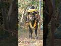 #jallikattu #shorts #reels #bull #cow