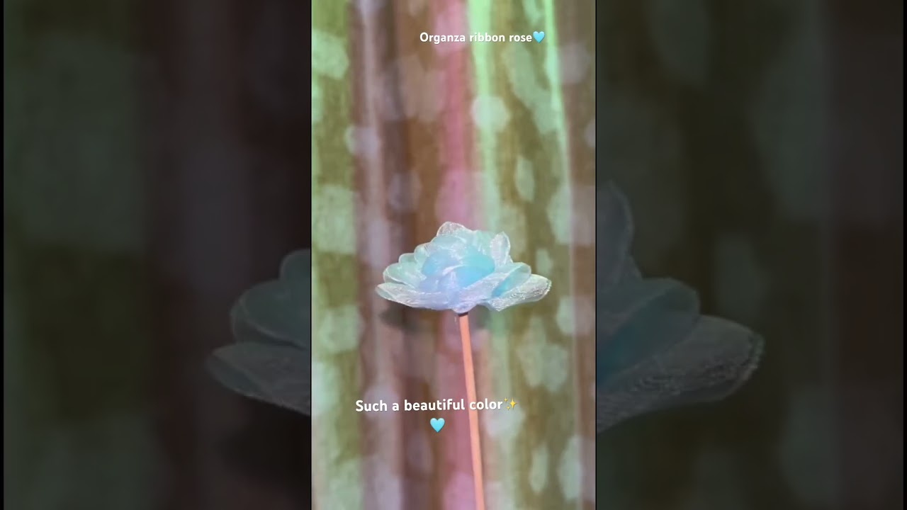 Beautiful blue rose🩵