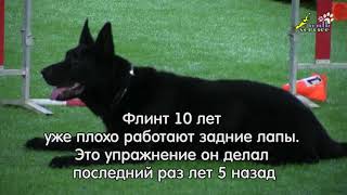 Дрессировка стаи собак, учим восьмёрку назад, обучение, тренировка Дрессировка стаи собак, учим восьмёрку назад, обучение, тренировка