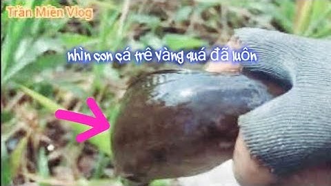 #426 Thăm Lờ Cá Lóc Hành trình săn hugo nước giựt trại cá khủng không luôn quá đã 