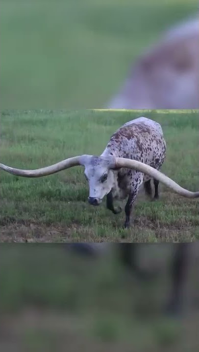 Ankole Long Horned Cattle Biggest Horns #shorts