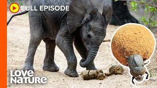 Africa's Dung Beetles: The Ultimate Recyclers | Wildlife Icons Ep103