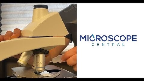 Proper Technique For 100x Oil Immersion Objective