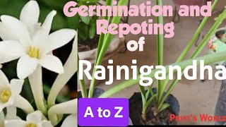 Full information about Rajnigandha plant(Propogation to Repoting)