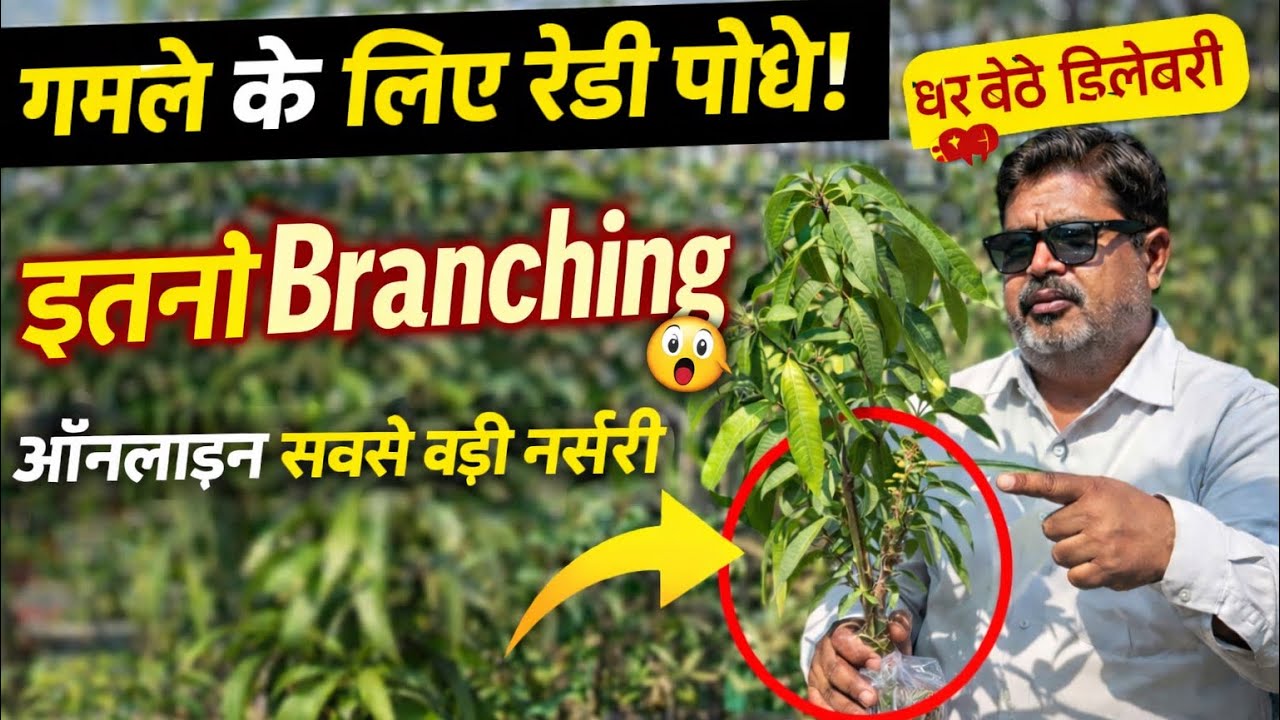 गमले के लिए इतनी Heavy Branching? 😲 | Online Nursery Plants
