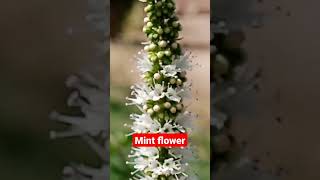 mint flower, #mint #flower #mintflower #plants #gardening