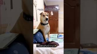 အကြည့်ကတော်တော်စိတ်ကု၊န်နေတာ😂 #trending #youtubeshorts #cute #funny #dog #shorts #viralvideo #fyp