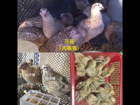 鵪鶉鳥品種介紹