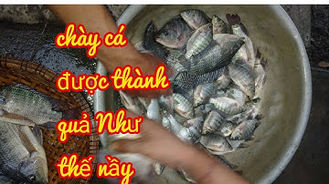 "CÁ RÔ PHI"bắt cá rô phi tại miền tây"cảnh quê sông nước"phương Mỹ điền vlog