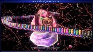 Life Science   Protein synthesis Translation   YouTube