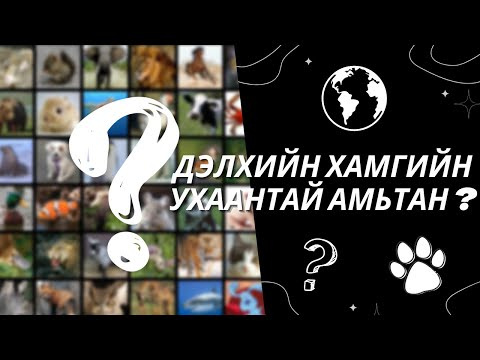 Видео: Дэлхийн хамгийн ухаантай амьтад юу вэ?