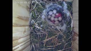 Blue Tits hatching 
