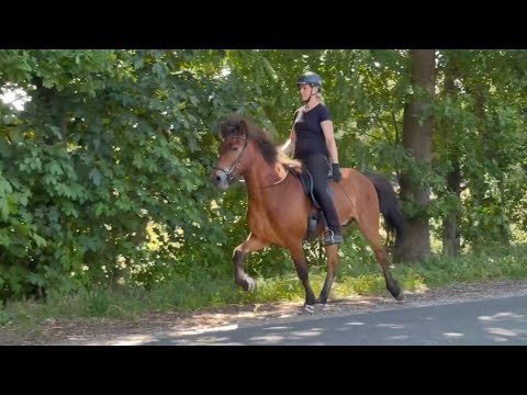 FOR SALE - Starri – Ruhe im Gepäck, Tölt im Herzen.