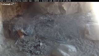 Condor Chick Relaxes On Sunday Morning – July 17, 2022