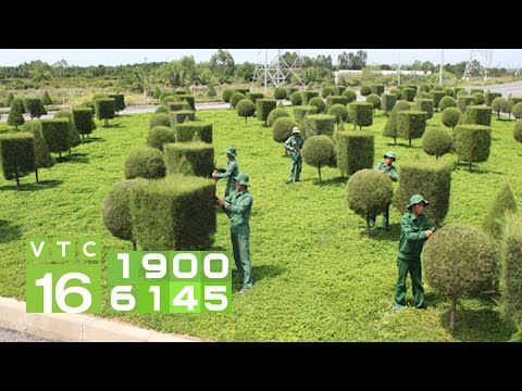 Ông chủ 9X khởi nghiệp với cây xanh công trình | VTC16