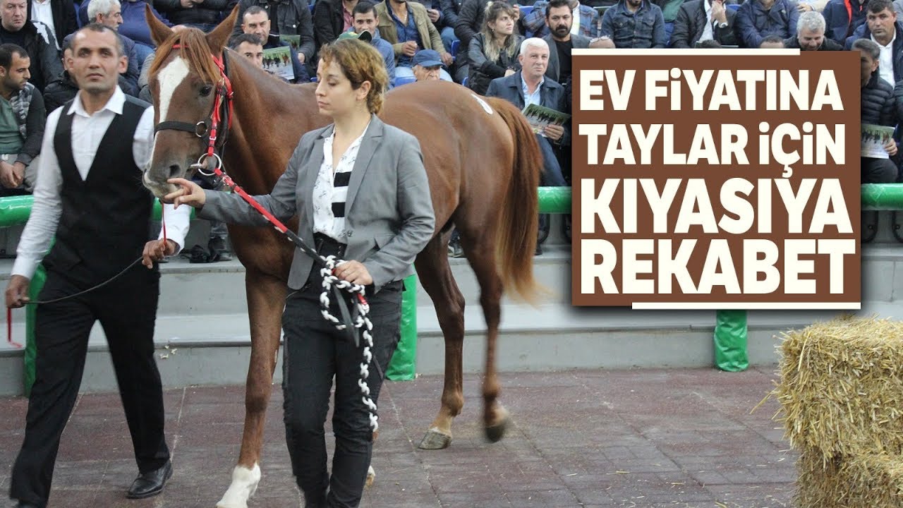 Ev Fiyatına Taylar İçin Kıyasıya Rekabet