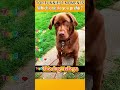 Funniest AnimalsMoments#funnyanimals #animalcomedy #dog#funny#funnyanimals#funnypets#animals