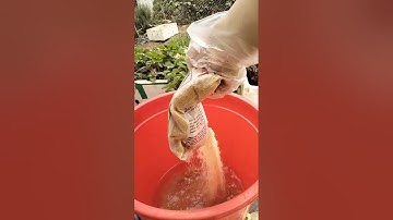 Cách làm nước rửa chén nước giặt hữu cơ từ quả bồ hòn