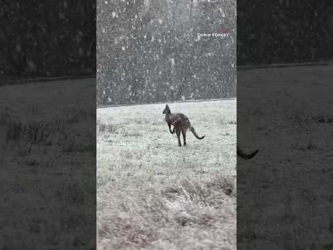 Watch kangaroos hop through snow as cold front hits Australia