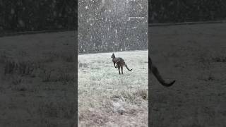 Watch kangaroos hop through snow as cold front hits Australia