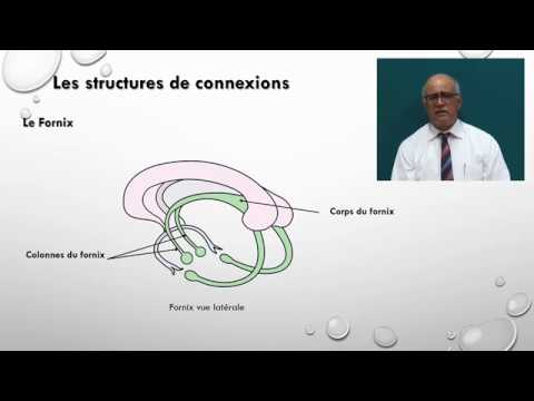 Les structures de connexions