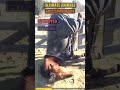 Desperate Animal Escapes Gone Wrong