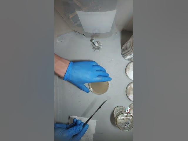 Saving a Contaminated Petri Dish