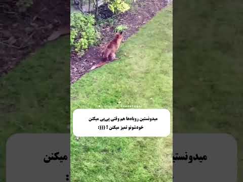 زندگی جالب روباه ها روباه ایران شاد حیوانات