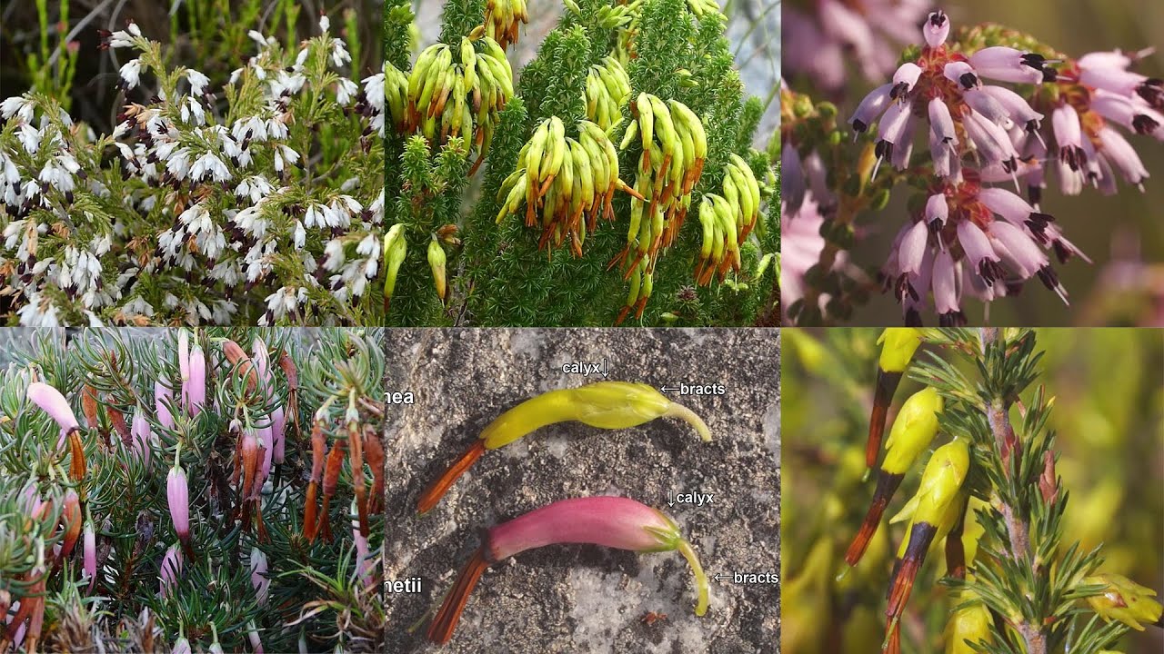 Fynbos Walk - Winter Heathers